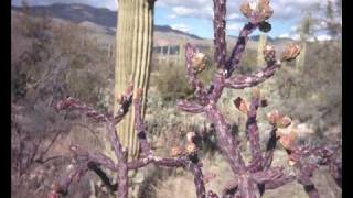 Desert Sunrise...Lindsay you are my soul.