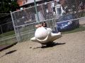 Jj The Jet Plane Escape