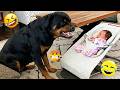 Try Not To Laugh Most Watched Funny Dog Videos Compilation 19