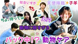 【BTS 日本語字幕】BTSと動物の癒しと爆笑シーン