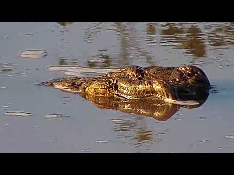 Djuma: Crocodile in old pan - 17:04 - 03/07/20