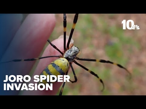 Expert weighs in on venomous Joro spider invasion