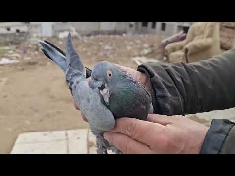 çinçinli kemal  abi 2. bölüm