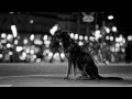 DogActing® | The Prestige "Bête Noire" 