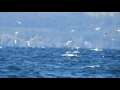 Feeding Frenzy