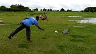 preview picture of video 'Crocodile feeding in Paga'