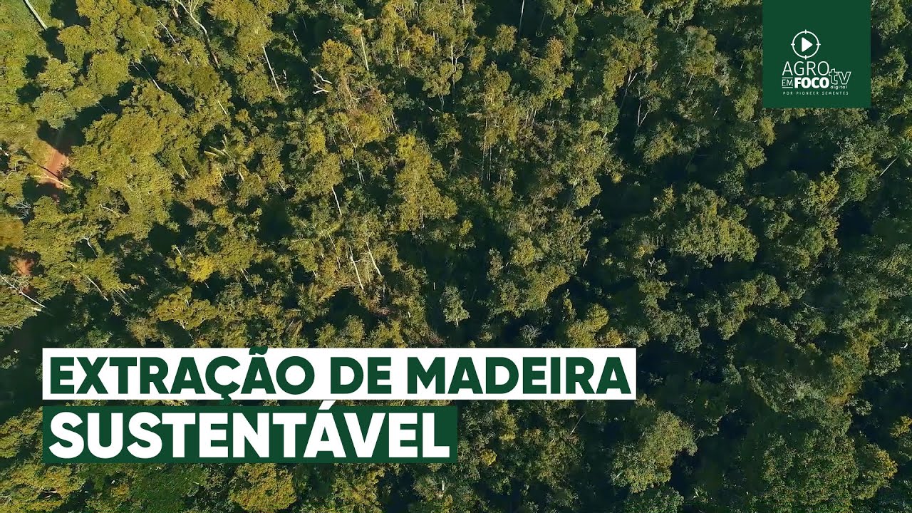 Manejo florestal sustentável no MT - Programa #64 - Agro Em Foco TV Digital