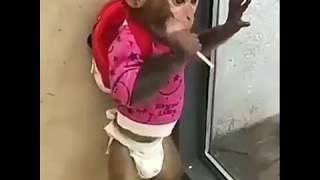 Download lagu Minang Kocak iball jangan gigit lidinya iball mp3