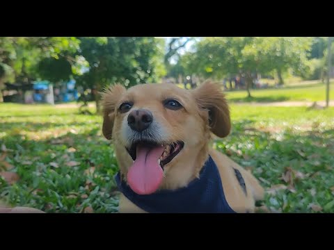 Parque Capão do Corvo - Canoas - RS