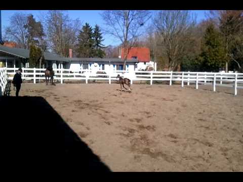 Hengstfohlen v. Goldfever I.mp4