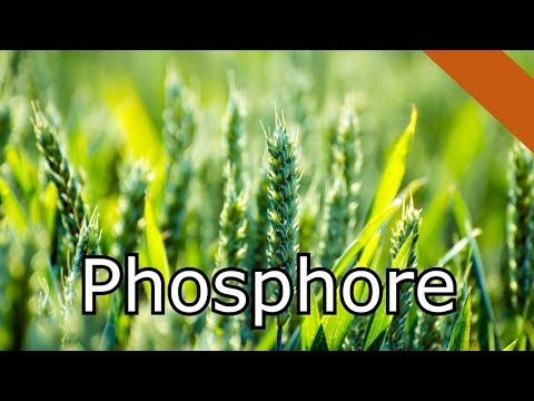 download lagu mp3 mp4 Phosphore, download lagu Phosphore gratis, unduh video klip Phosphore