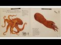 "Octopuses 1 to 10" (detailed version) read by Ms. Julie