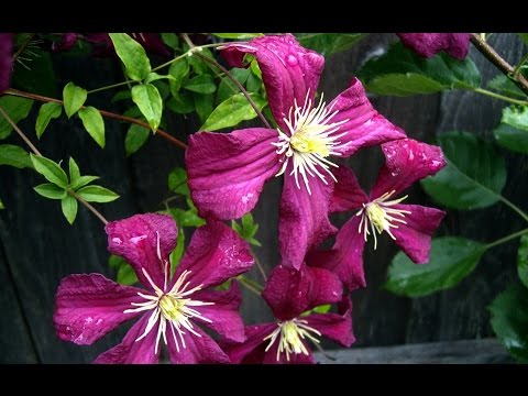 Wilhelmina's Flowers