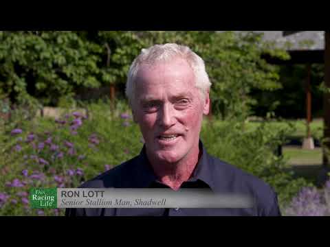 Muhaarar - Champion Sprinter at Stud - Racing TV