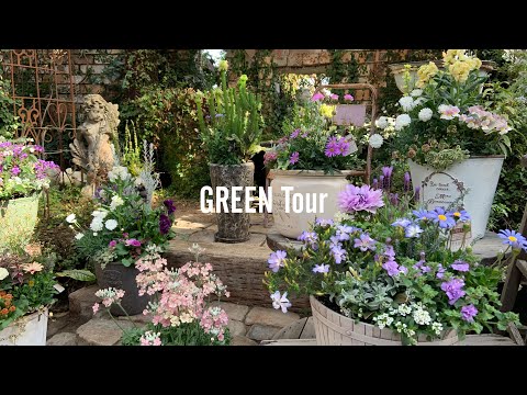 園芸 ハーマル、ペガナム、シリア・ルー、アフリカン・ルー