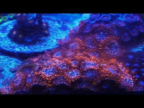 180G REEF SALTWATER AQUARIUM | NUTRIENT EXPORT CORAL REEF TANK UPDATE