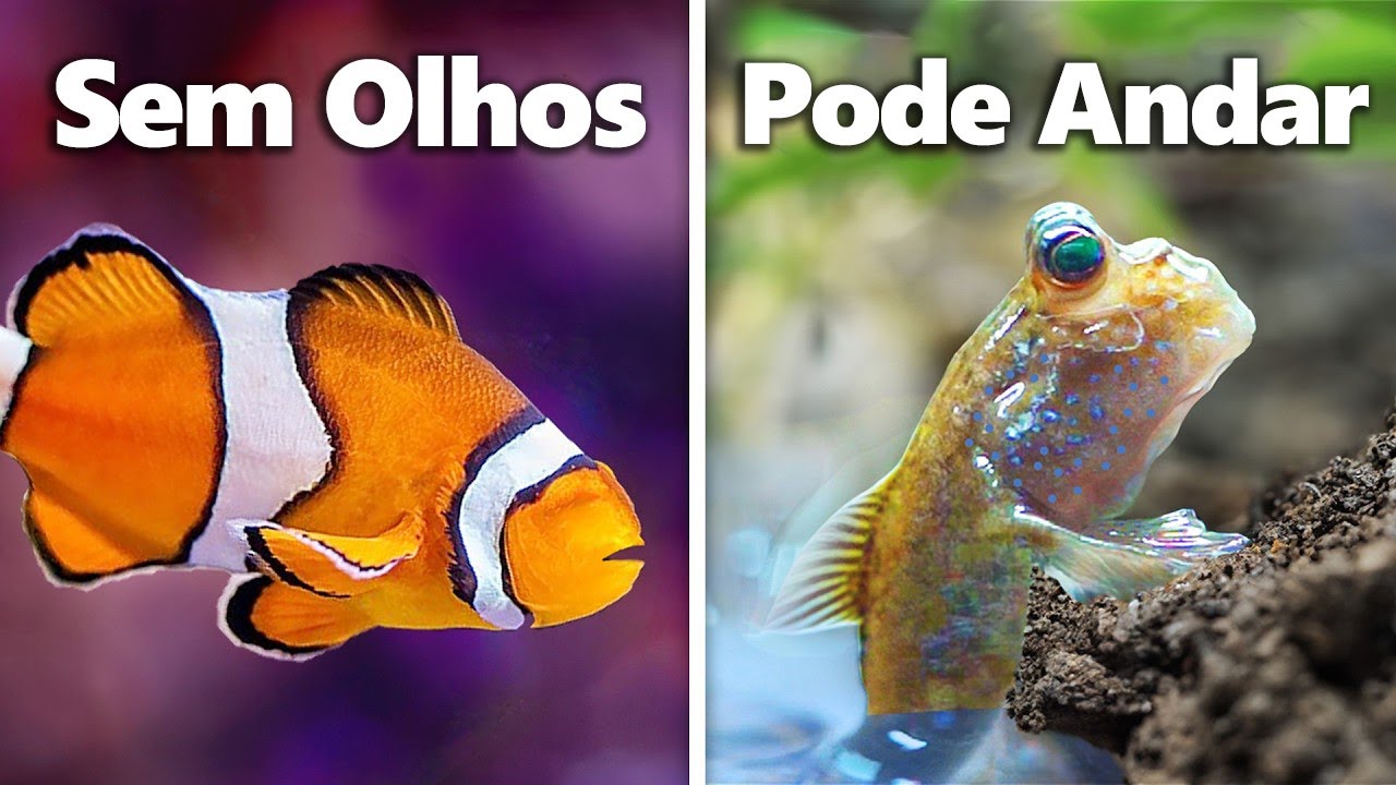 I Adopted the 7 Weirdest Pet Fish...