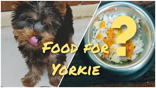 What Homemade Food I feed my Yorkshire Terrier Puppy