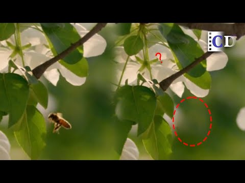 No bees, probably no humans? | China Documentary
