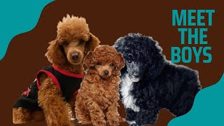 MEET MY 3 MALE TOY POODLES| TOY POODLE BREEDER #toypoodle #dogbreeders #doglover
