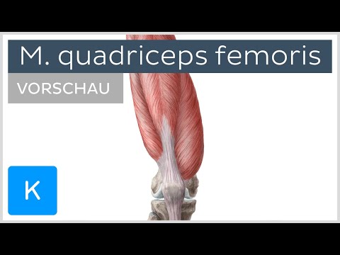 Musculus quadriceps femoris (Vorschau) - Anatomie des Menschen | Kenhub