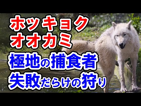 北極オオカミについて詳しく解説