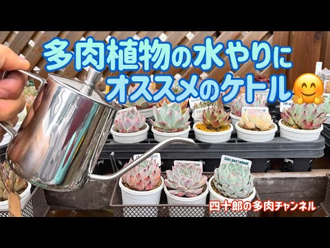 多肉植物の水やり:少ないほど良い! トピックス