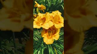 Download lagu cinta bukan daun keladi-mansyur s #shorts #viral #bunga #dangdut lawas #dangdut legend mp3 Download lagu cinta bukan daun keladi-mansyur s #shorts #viral #bunga #dangdut lawas #dangdut legend mp3