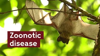 What increases the risk of zoonotic disease? | Wellcome