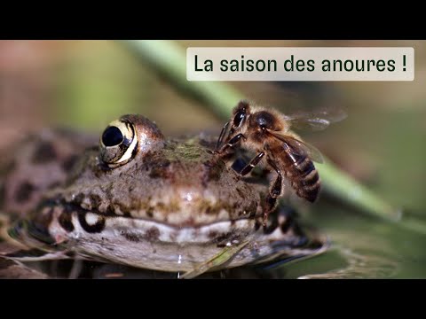 La saison des anoures !