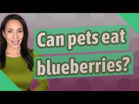 Can pets eat blueberries?