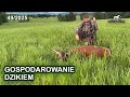 Gospodarowanie Dzikiem SUDECKA OSTOJA 49 2025