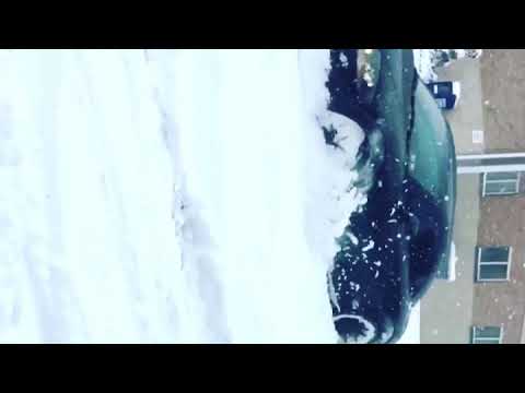 DON PHENOM 🦎 quattro