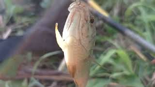 Download lagu Tak di sangka‼️💥 pucuk kangkung jadi umpan betok yang gacor #mancing #fishing #ikan  mp3