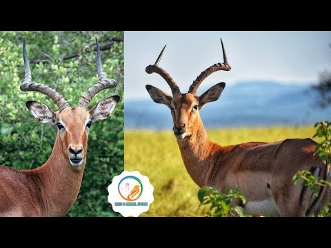 Beautifull Antelop - [hd] beautiful look at antelope canyon - antelope slot canyon