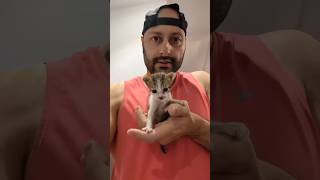 Download lagu Bodybuilder falls in love with a cute KITTEN #cat #kitten #pets #animals mp3