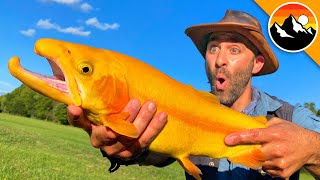 GOLDEN TROUT - Animal Crossing&#39;s Rare Fish?