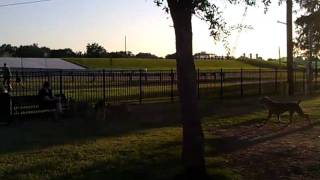 Ronnie's 1st trip to the dog park