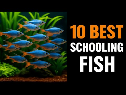Buy These Schooling Fish, Not Those Ones! (Ultimate Guide)