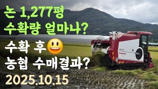논 1,277평 벼 수확량 얼마나????? 콤바인 수확 후 농협 수매결과? 2025.10.15
