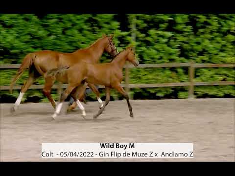 Wild Boy M