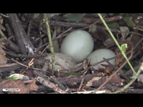 , title : 'Duck nest with eggs in garden!'
