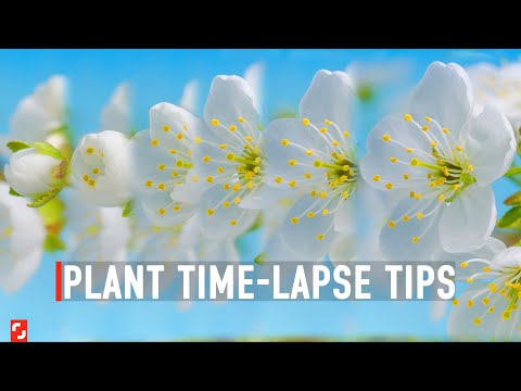 How I Shot My First Plant Time-Lapse  | Shutterstock Tutorials