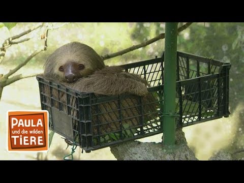 Fit wie ein Faultier | Reportage für Kinder | Paula und die wilden Tiere