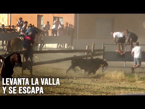 El Toro Bravo que se ESCAPA en el Encierro de NAVA DEL REY 2022