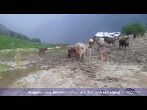 Bergamonews, incredibile nevicata di giugno agli alpeggi di Foppolo