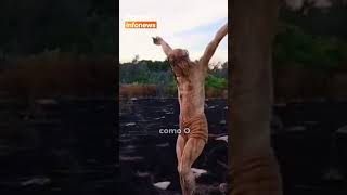 Essa estátua de Jesus permaneceu em pé após um incêndio #fatoscuriosos