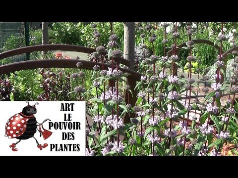 download lagu mp3 mp4 Phlomis, download lagu Phlomis gratis, unduh video klip Phlomis