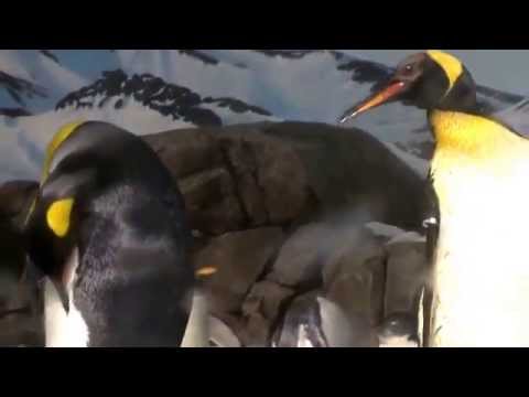 ペンギンの事実:ペンギンについての15の事実 (Penguin Facts:15 Facts about Penguins)