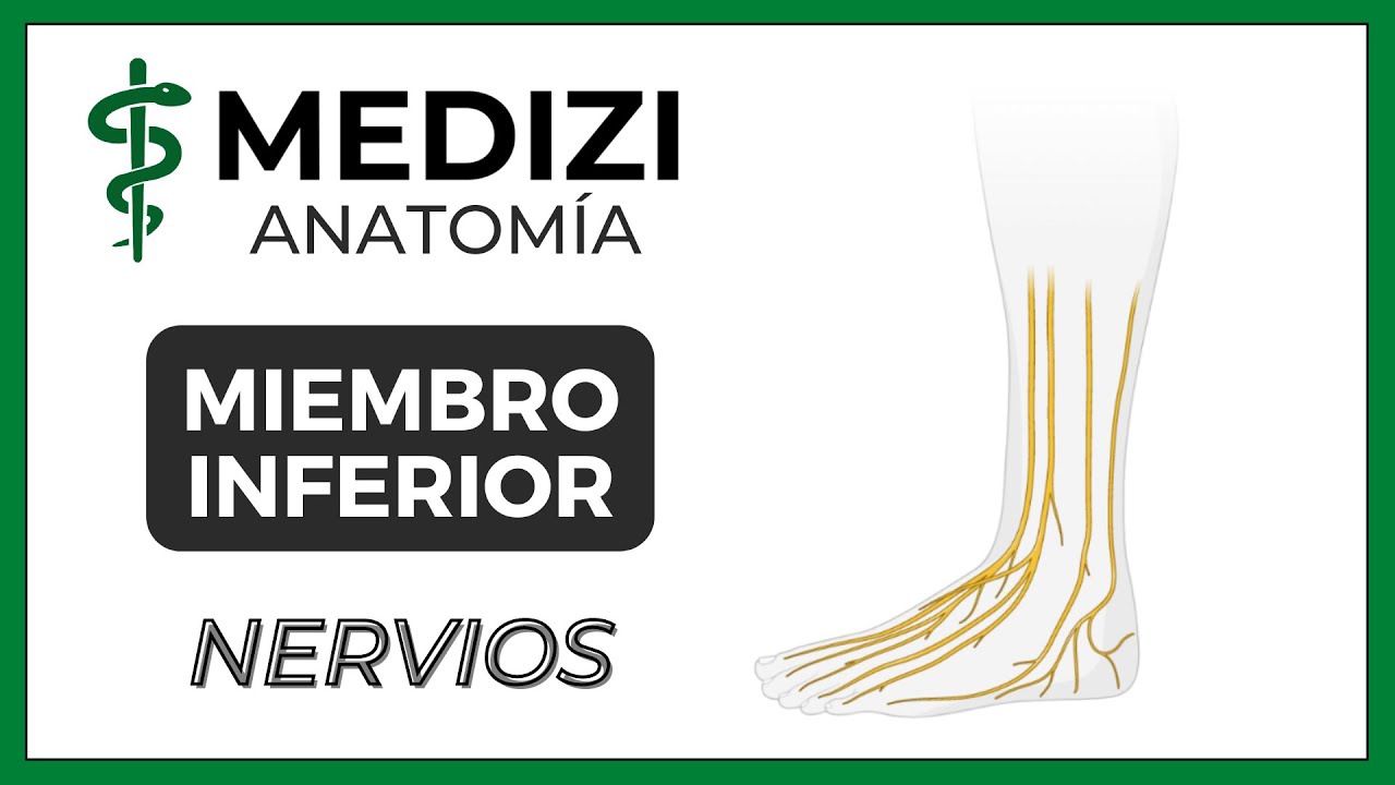 Anatomía de Miembro Inferior (MMII) - Nervios (Plexo lumbar y sacro - Nervio ciático)